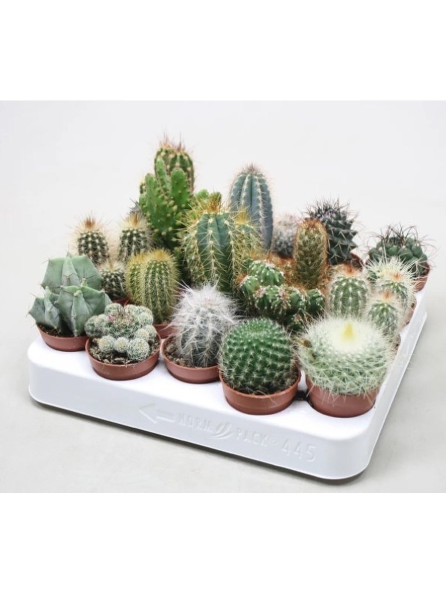 Echinomastus johnsonii Rp 34