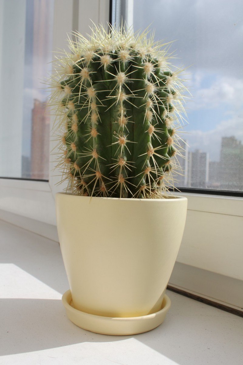 Размеры кактусов