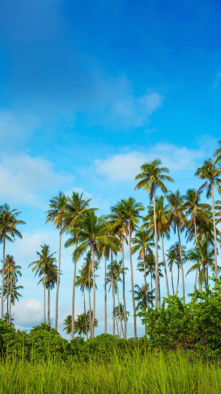 Мертвая Пальма