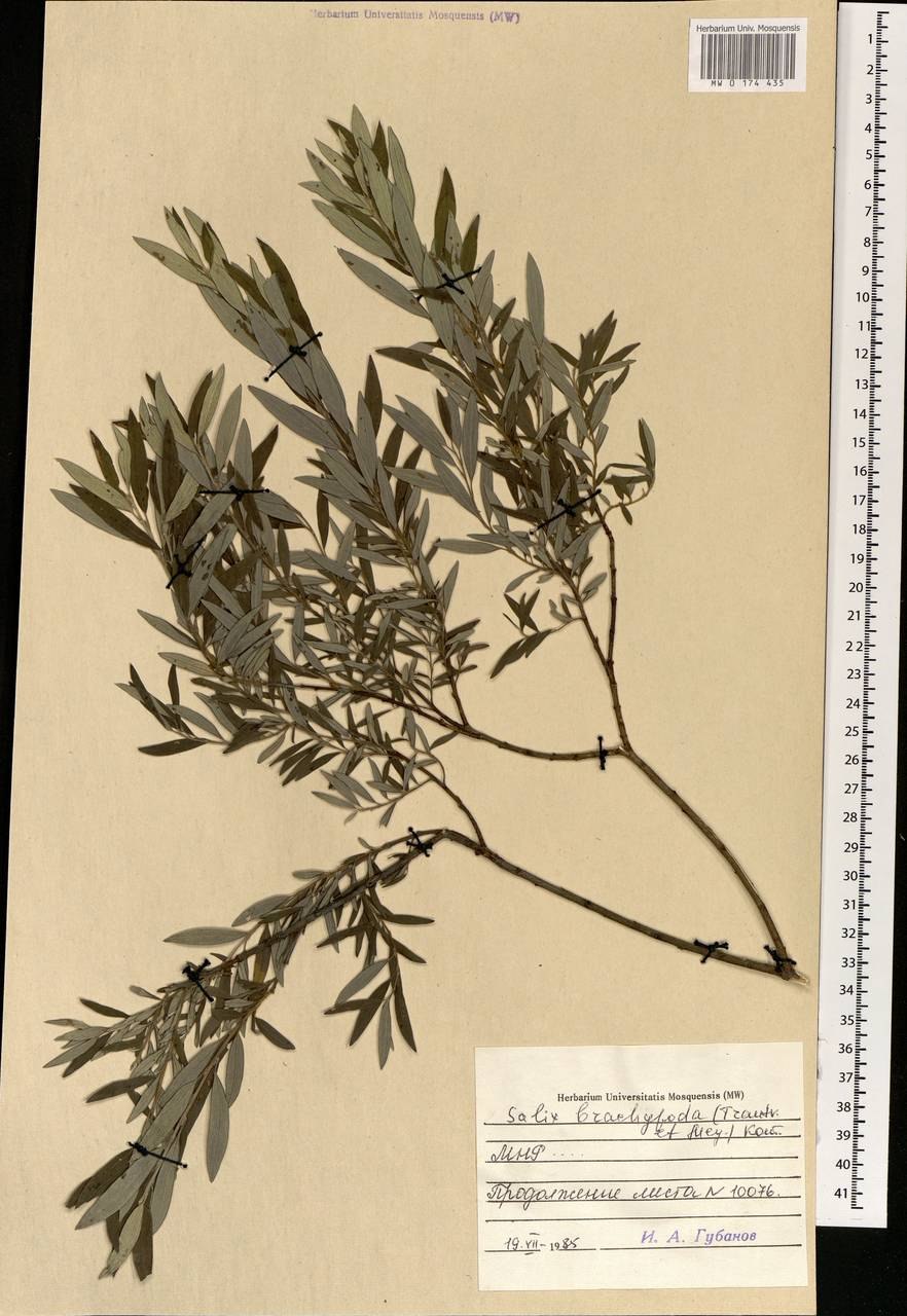 Salix elbursensis гербарий