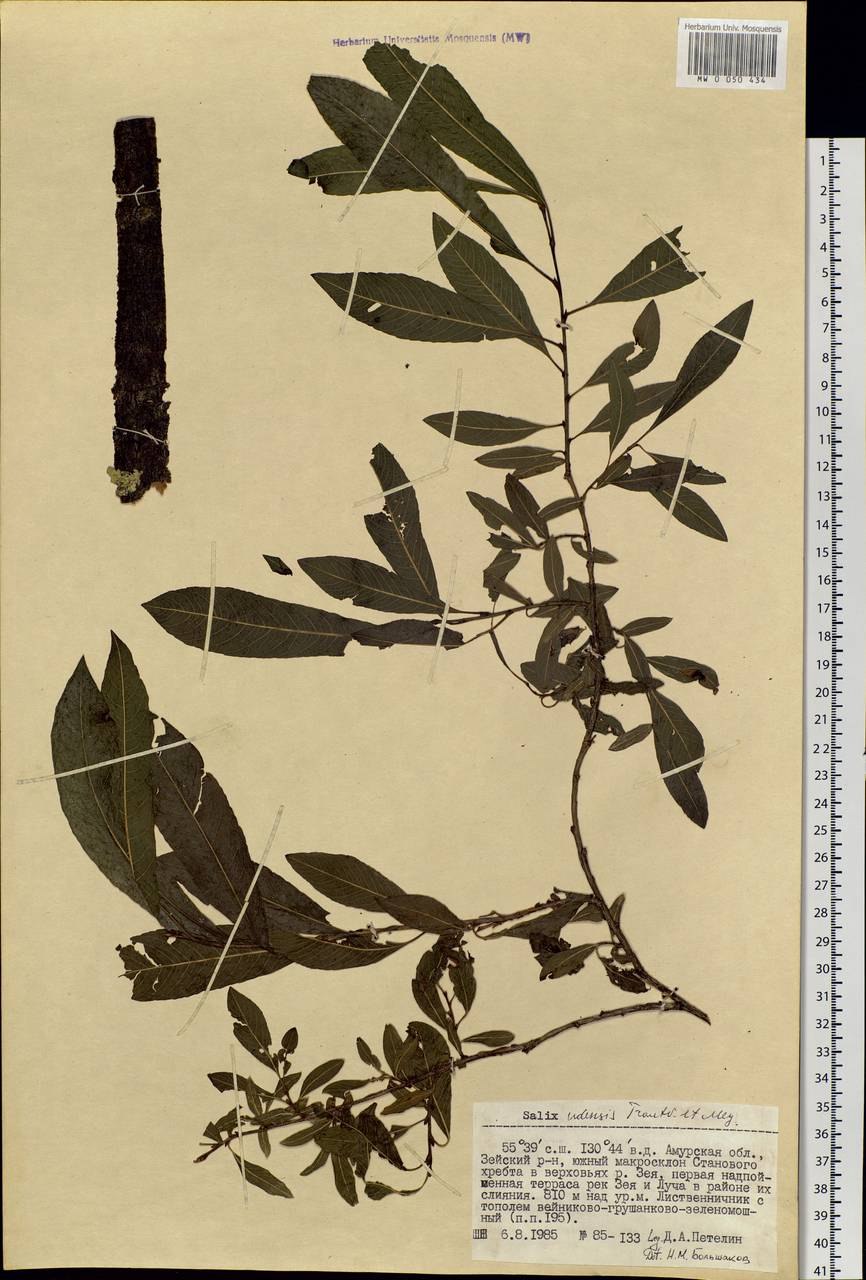 Ива остролистная листья