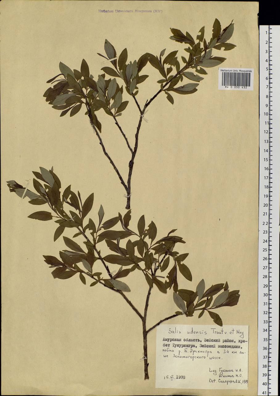 Ива трехтычинковая плоды