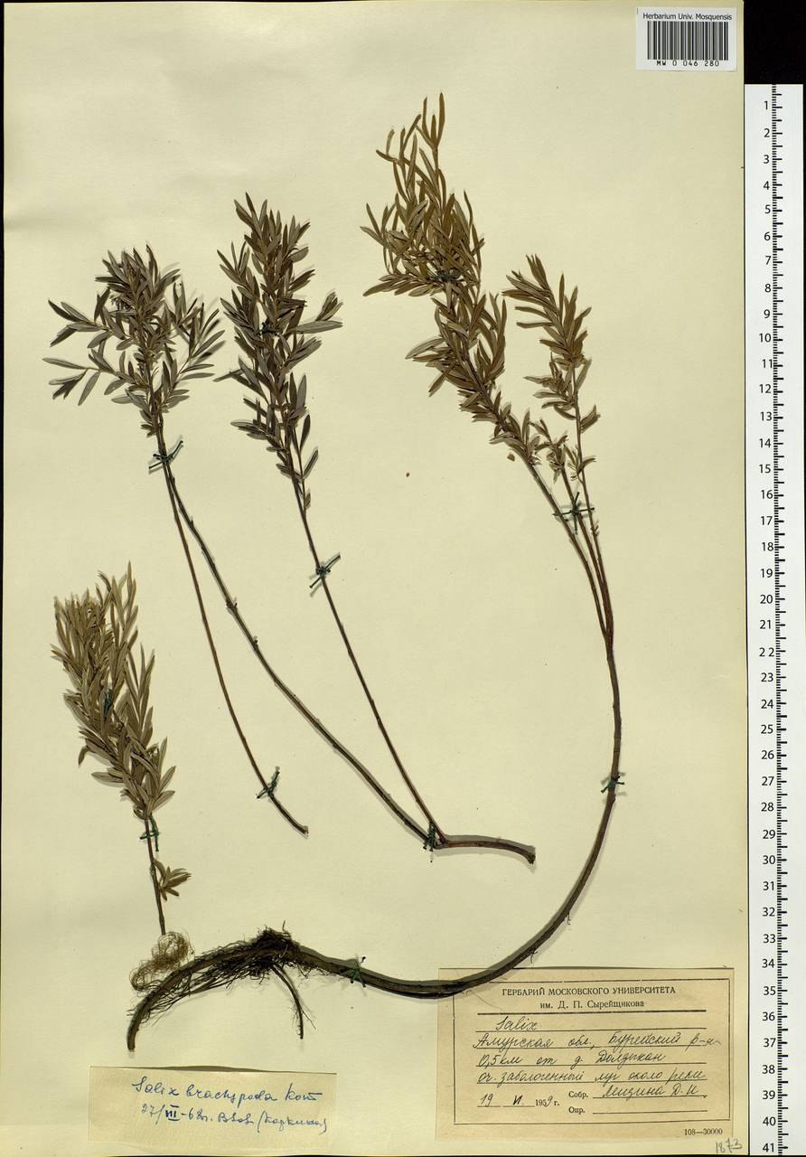 Salix Udensis в природе