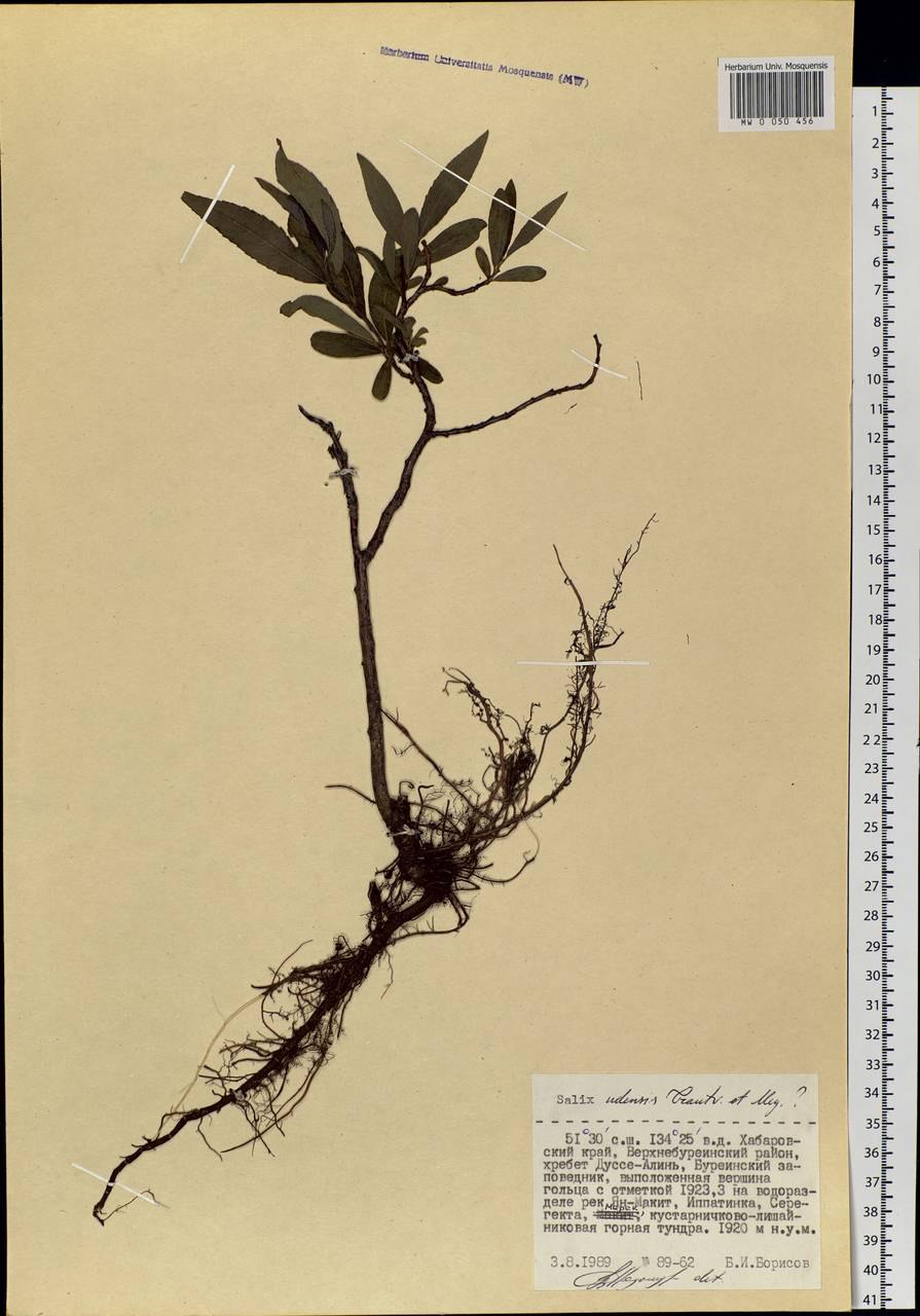 Ветка вербы и ветка ивы