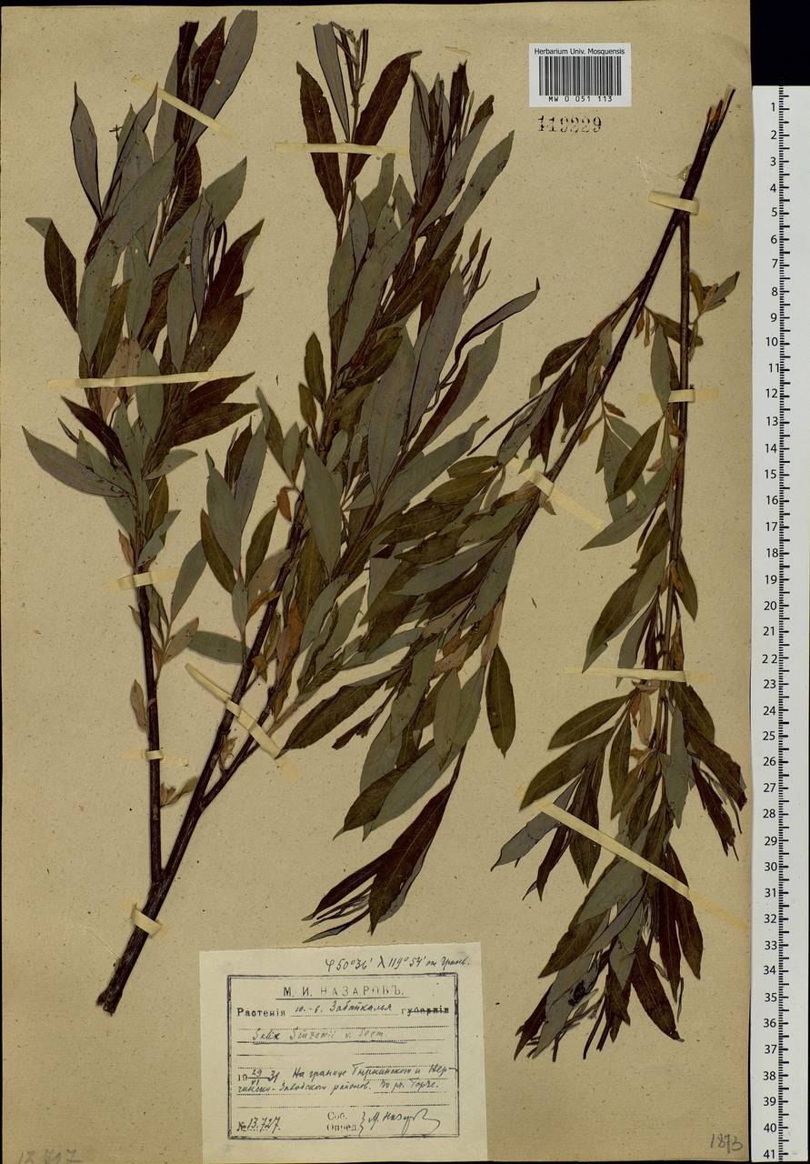 Ива пепельная Salix cinerea