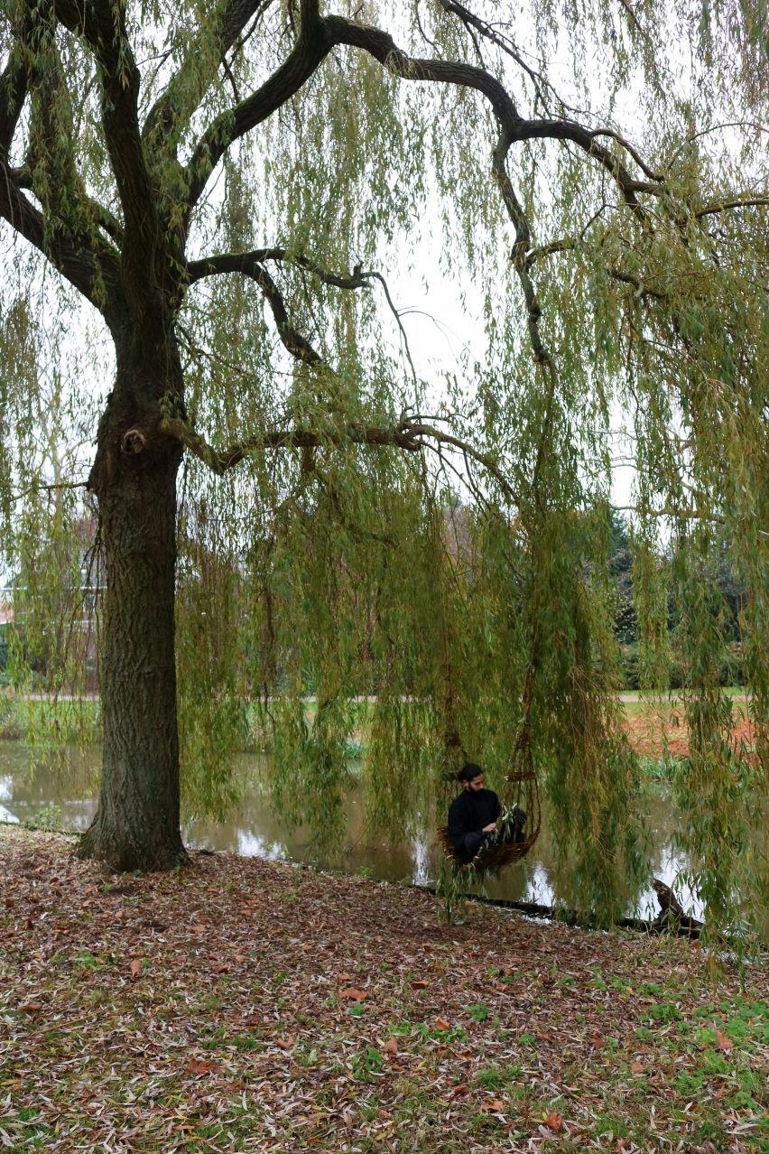 Ива корзиночная (Salix viminalis) дерево