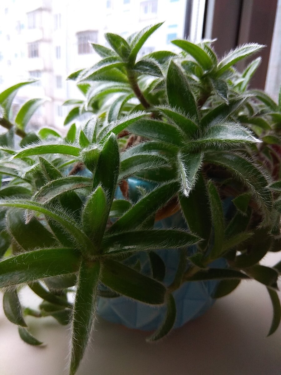 Растение Цианотис