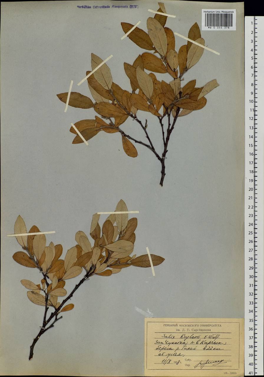 Ива Вавилонская плакучая