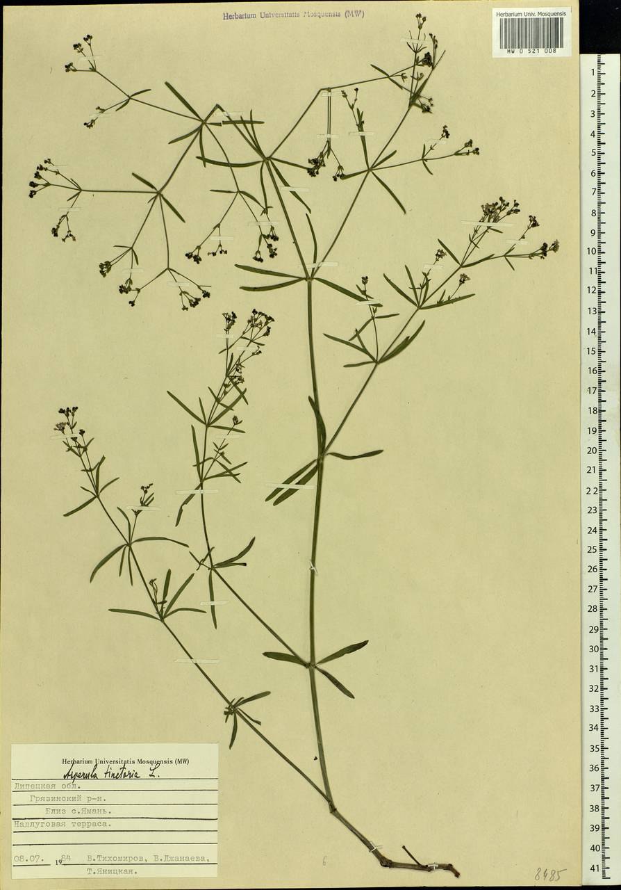 Цветок Руси Камянский