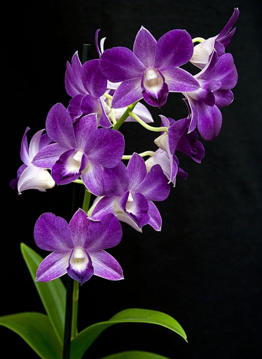 Dendrobium hercoglossum