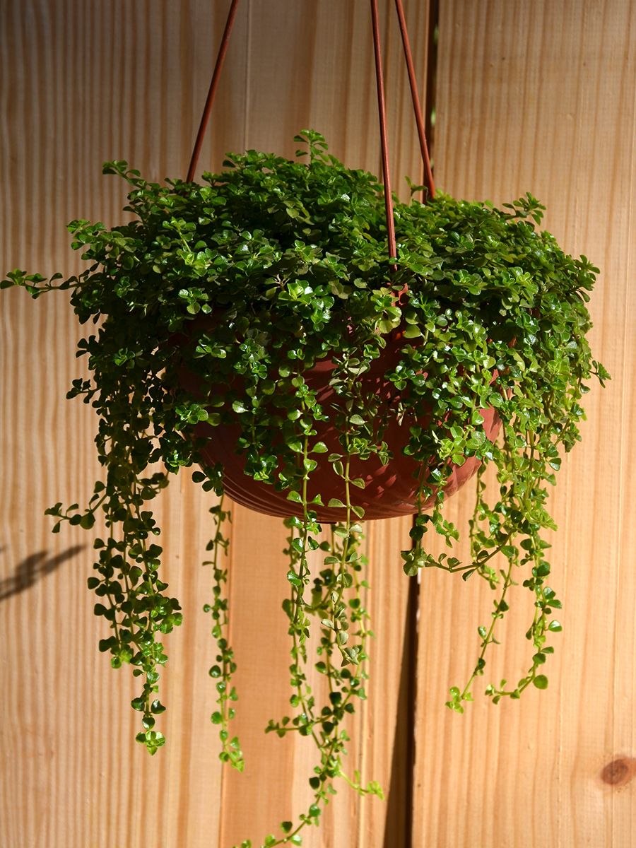 Солейролия цветение