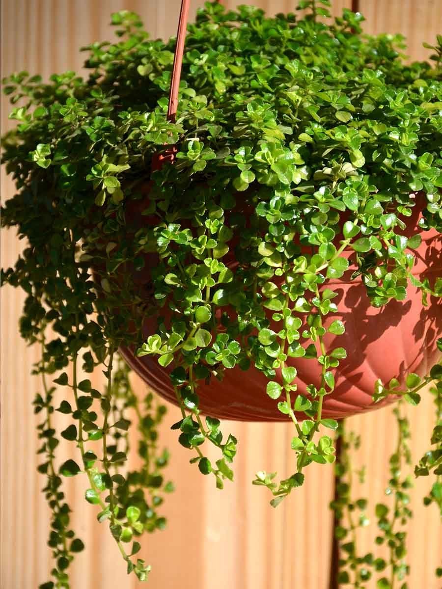 Горшечное растение солейролия