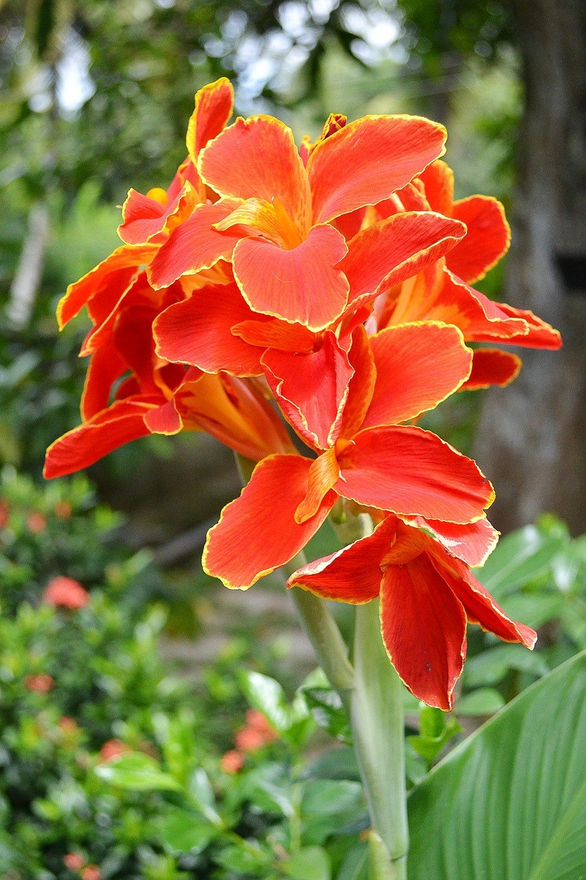 Канна растение