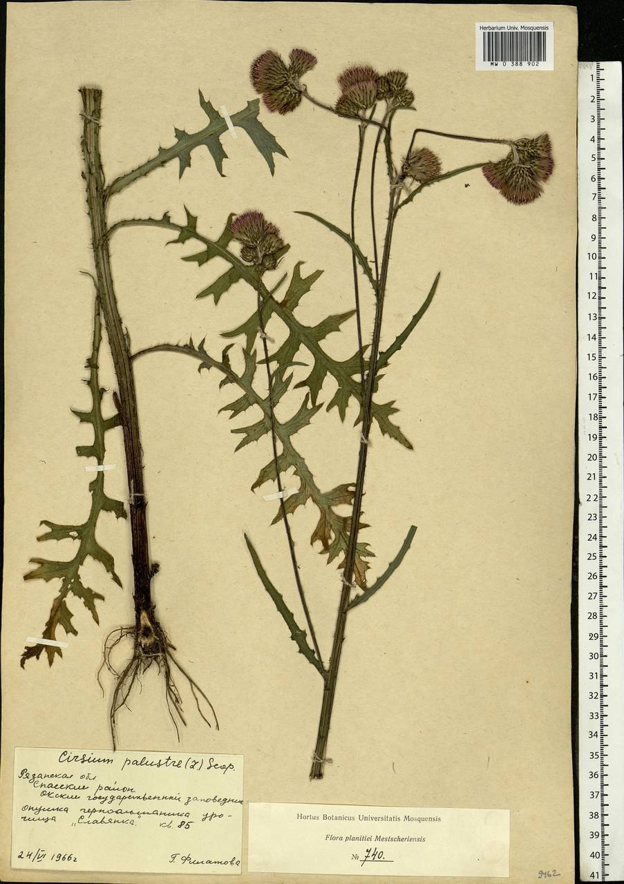 Бодяк полевой (Cirsium arvense)