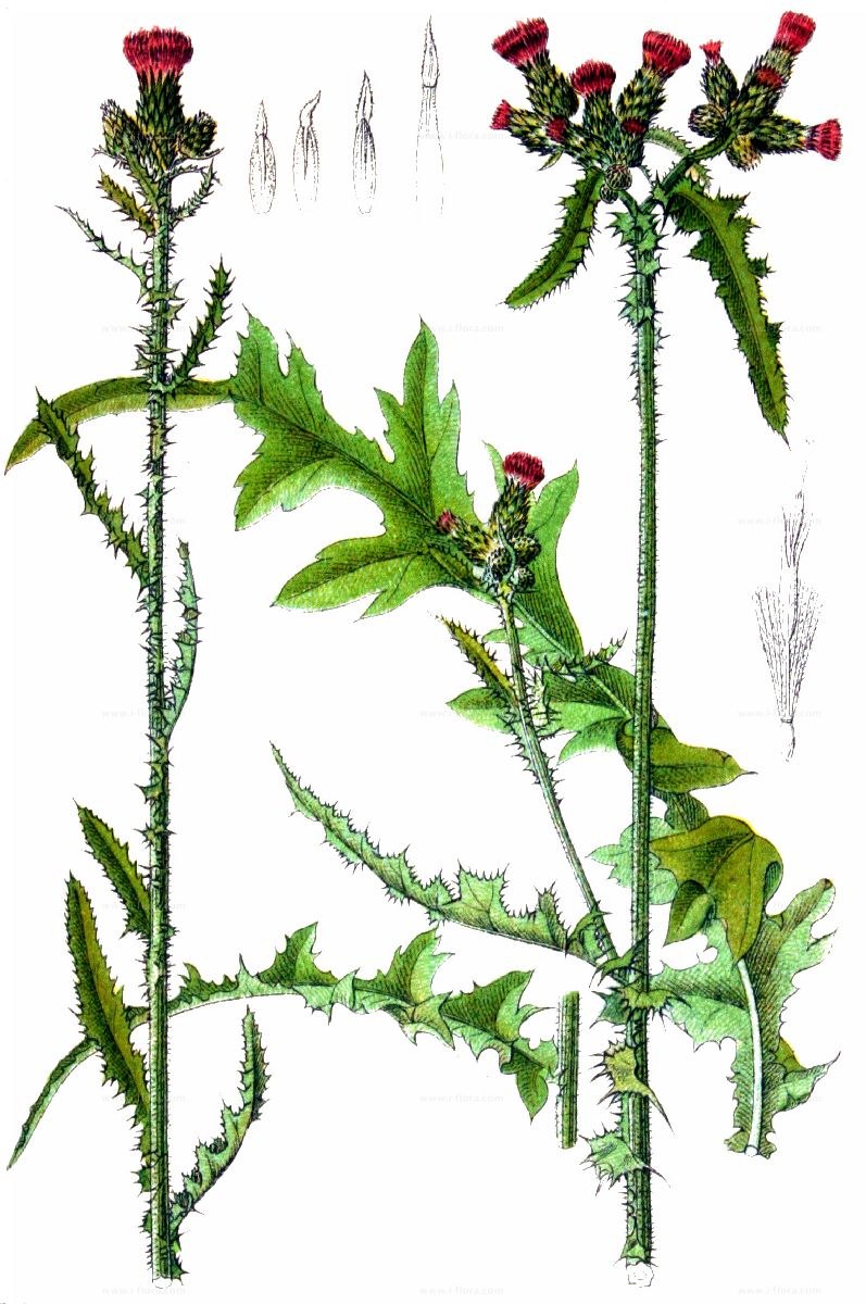 Бодяк болотный медонос