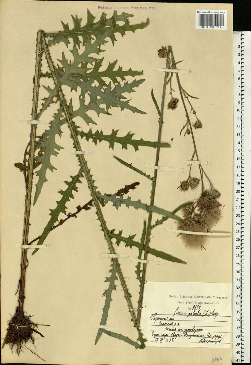 Бодяк (Астровые)