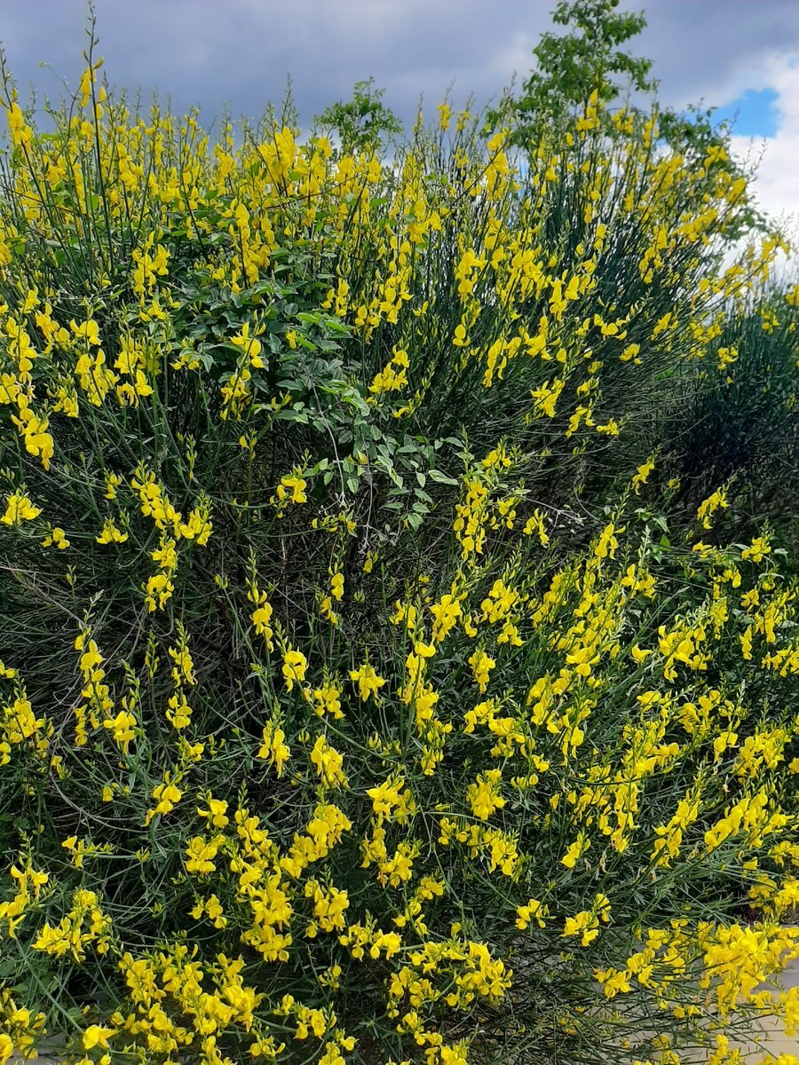 Дрок сахарский