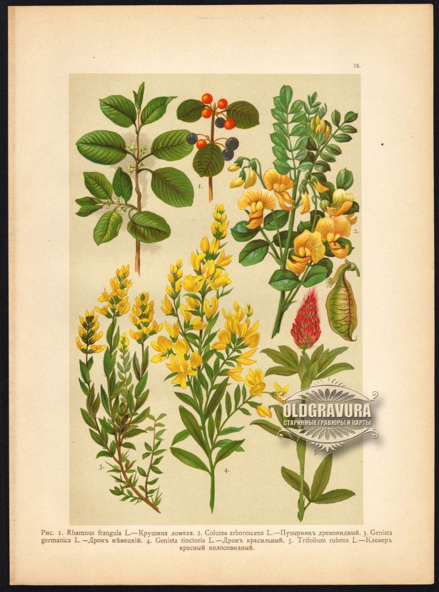 Метельник прутьевидный Дрок