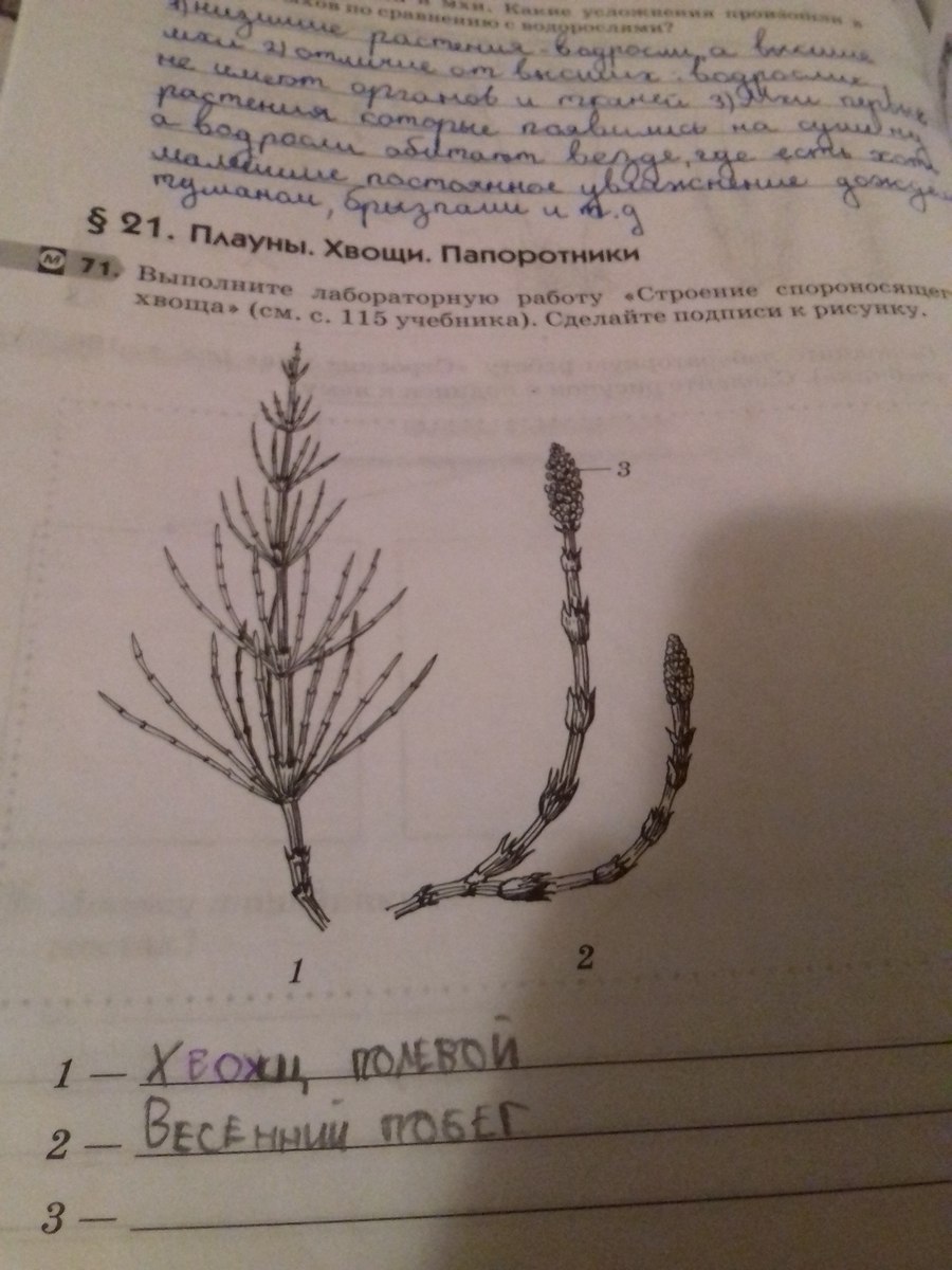 Хвощ полевой фармакопея