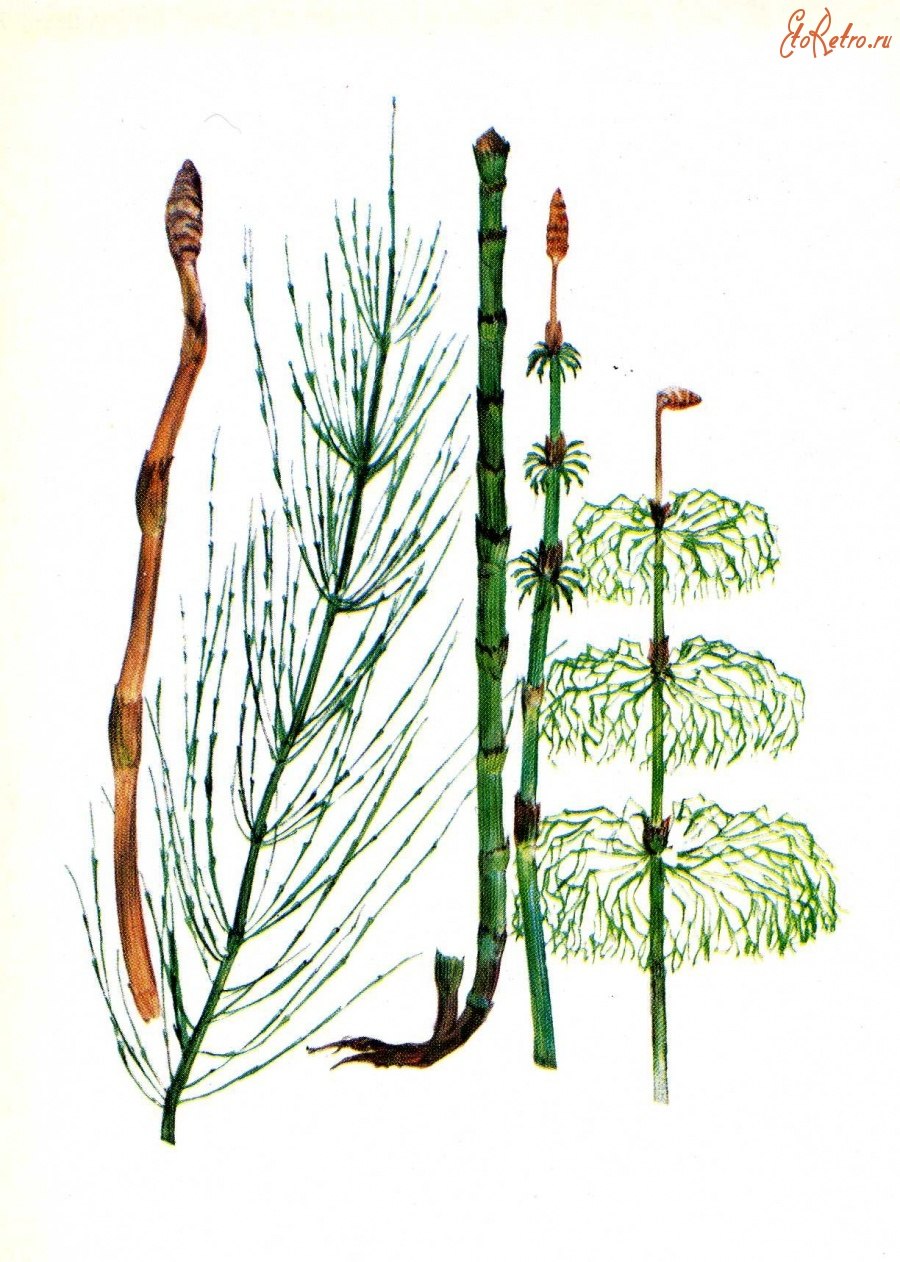 Хвощ биология