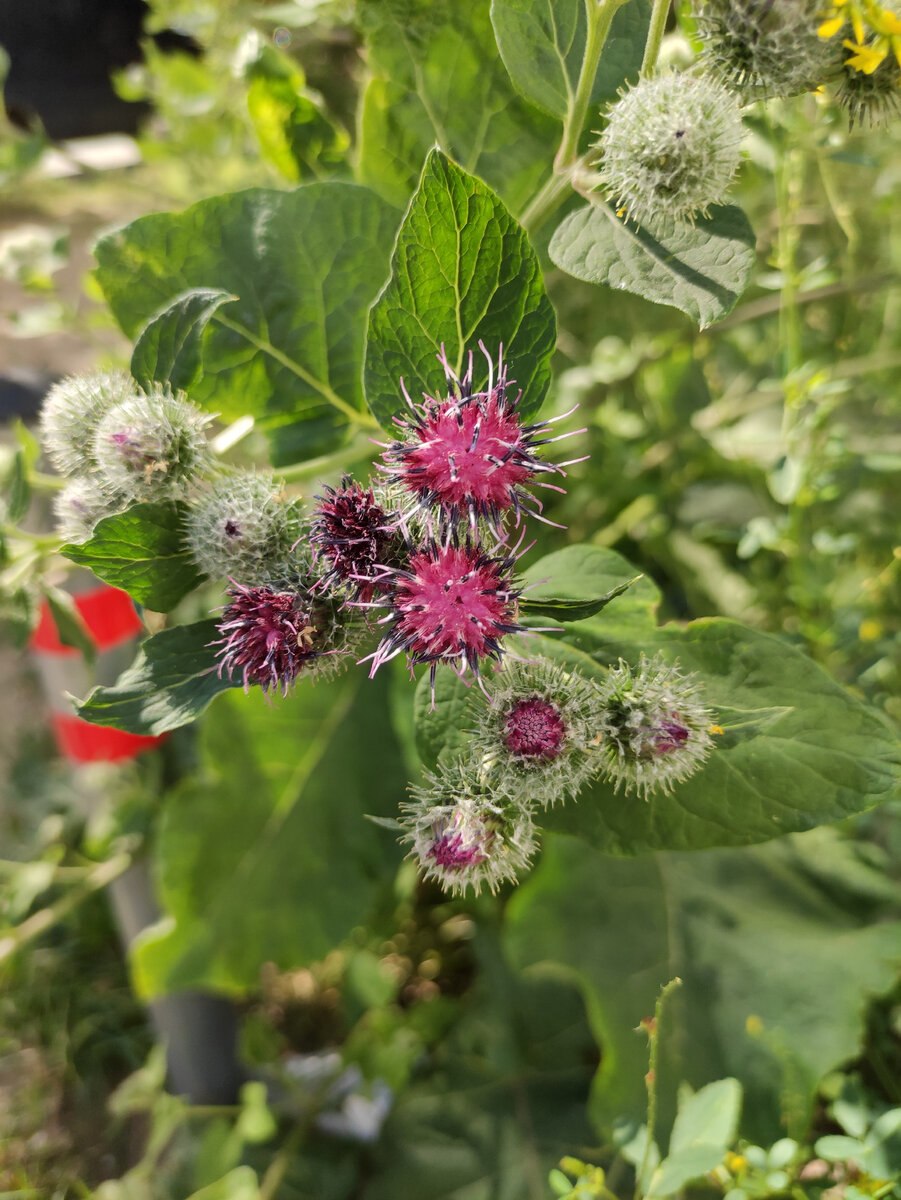 Репейник обыкновенный