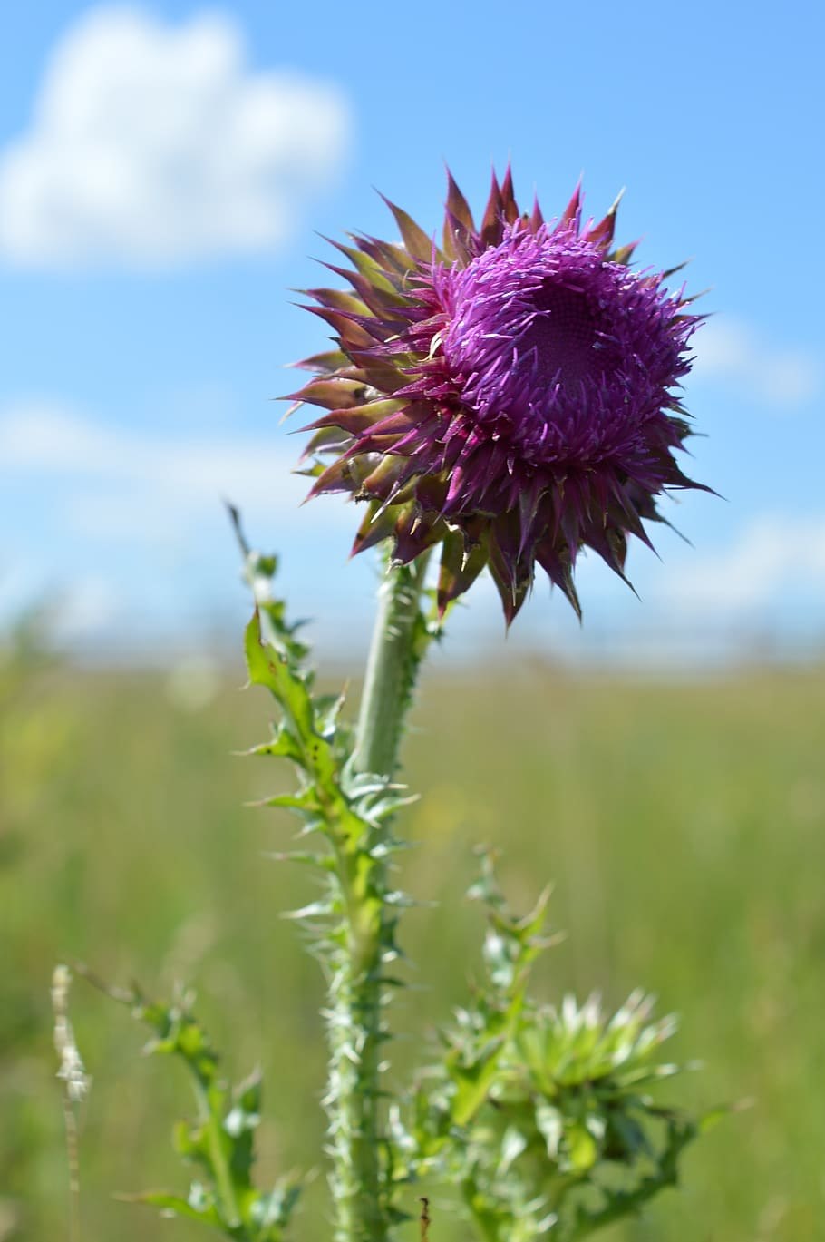 Лопух большой (Arctium Lappa) Курская область