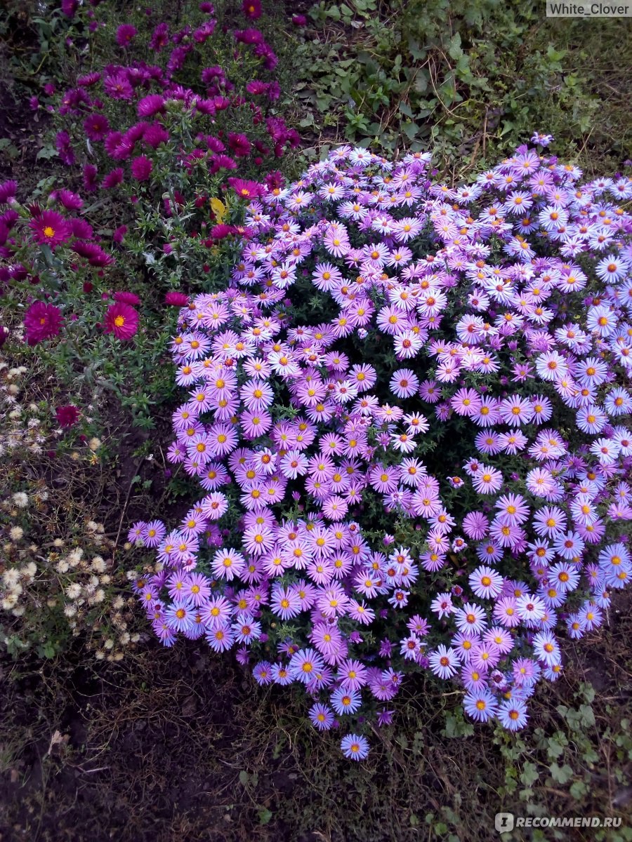 Астра многолетняя кустарниковая (Aster dumosus)