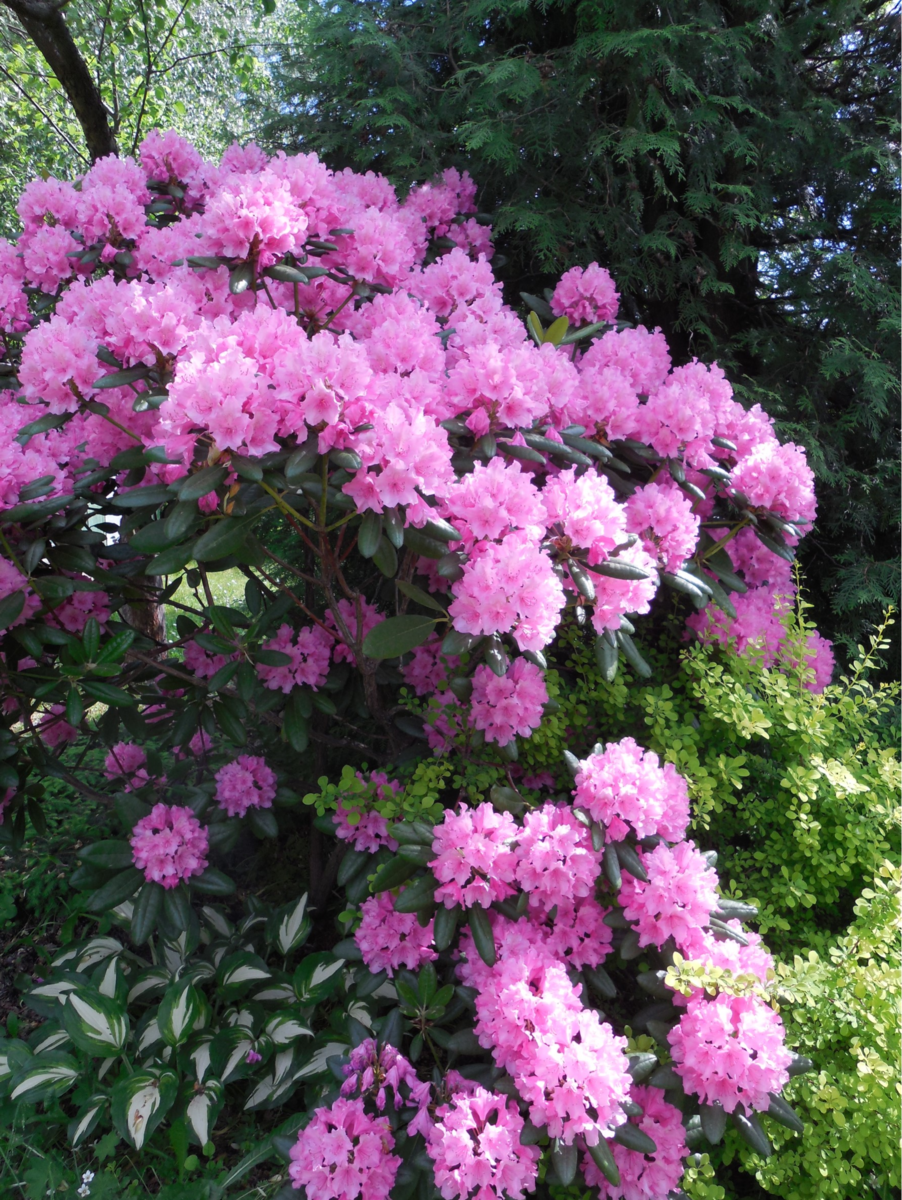 Рододендрон посадка