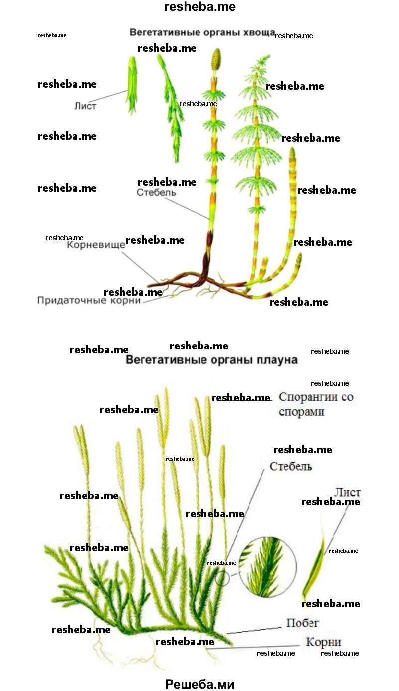 Вегетативные органы хвоща и плауна