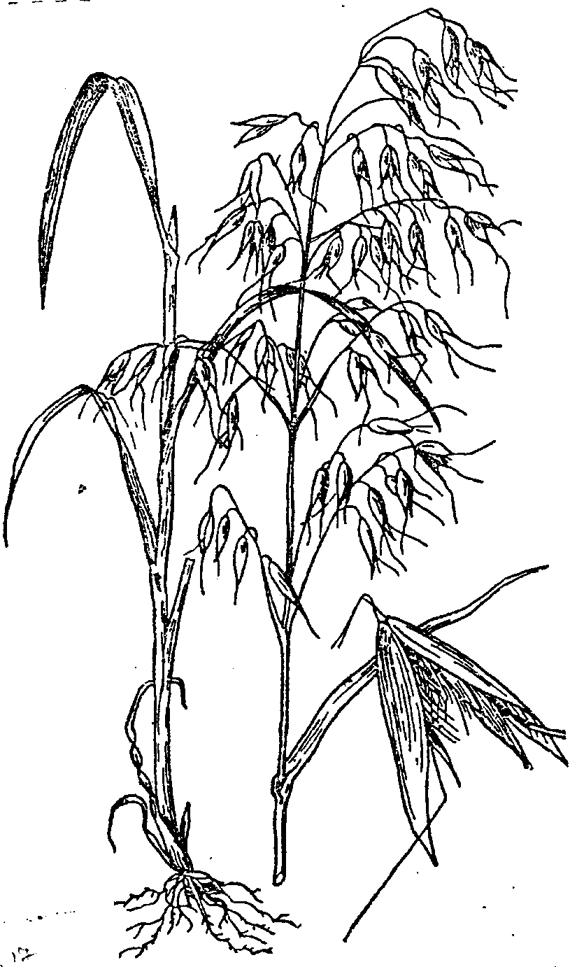 Овес бесплодный Avena steritis