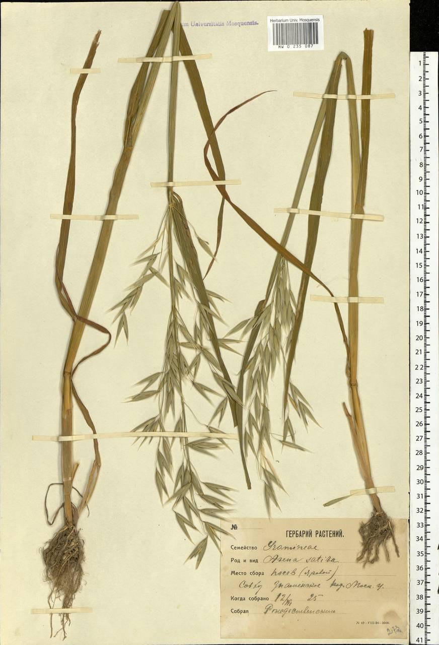 Овёс посевной Avena Sativa l.