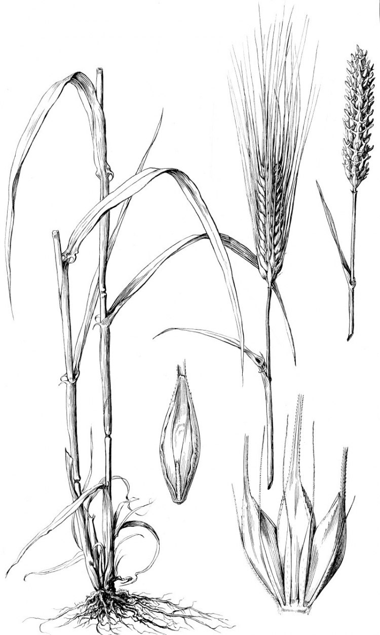 Части растений овес