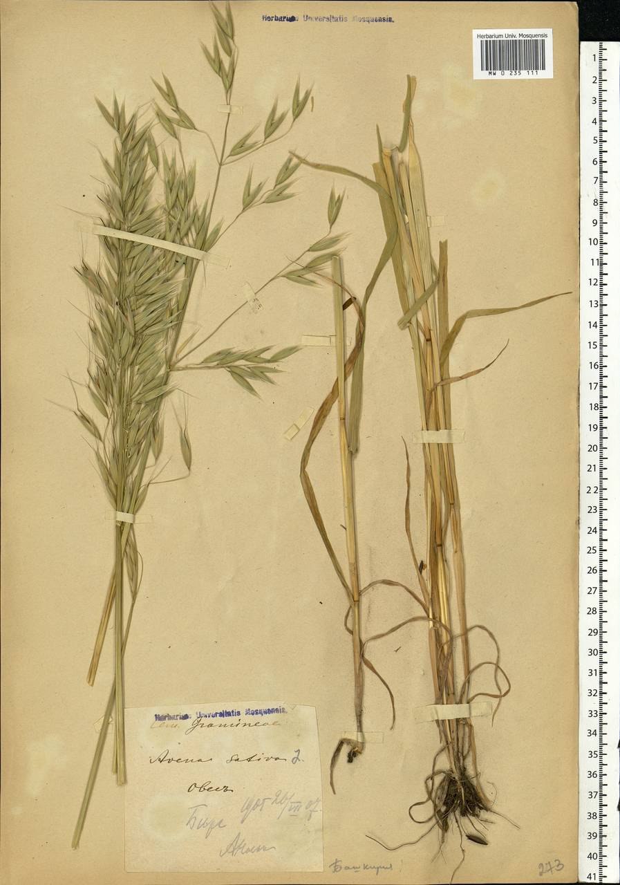 Овес посевной гербарий
