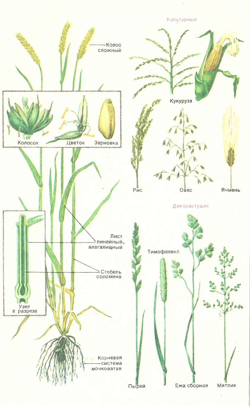 Panicum miliaceum l. рисунок
