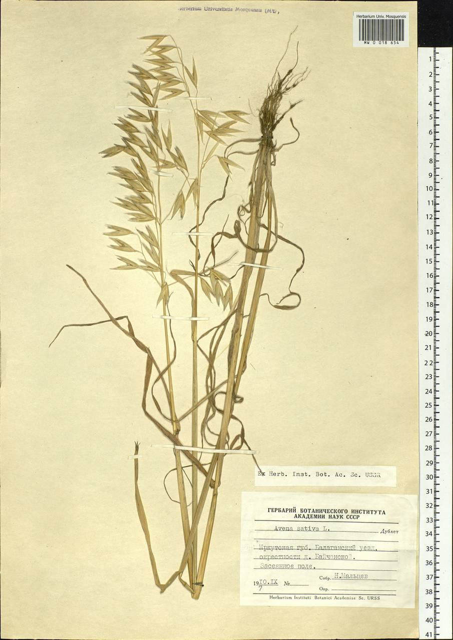 Овсюг сорняк кущение