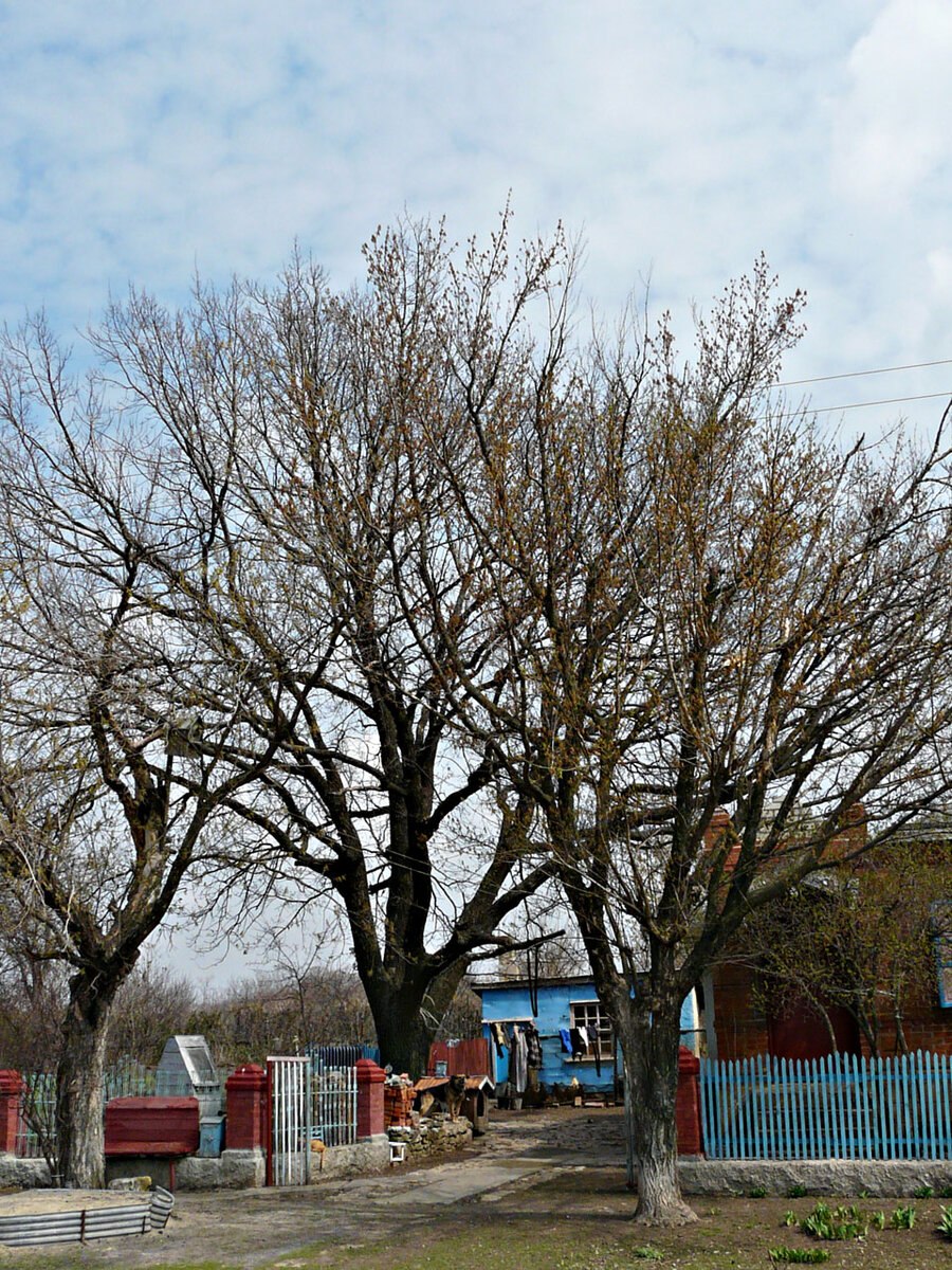 Дубы великаны в Волгоградской области