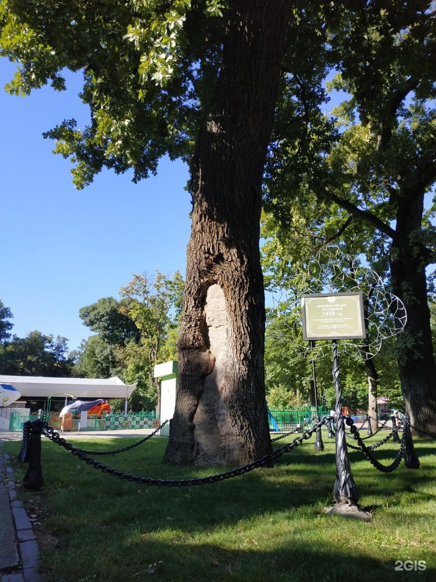 Дуб великан шолоховский район