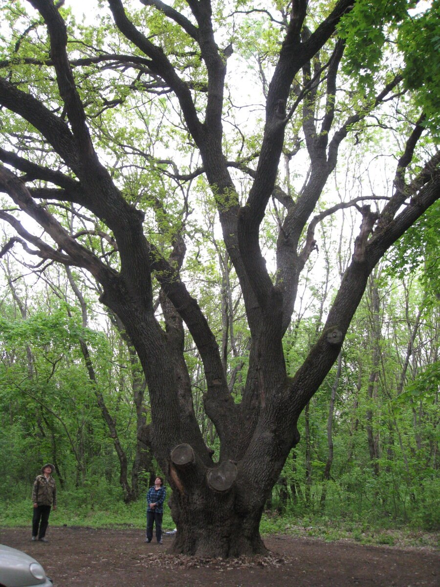 Дуб-великан в Боровичах
