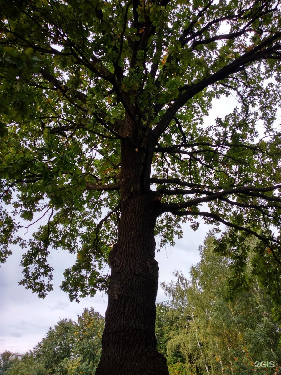 Вешенский дуб великан