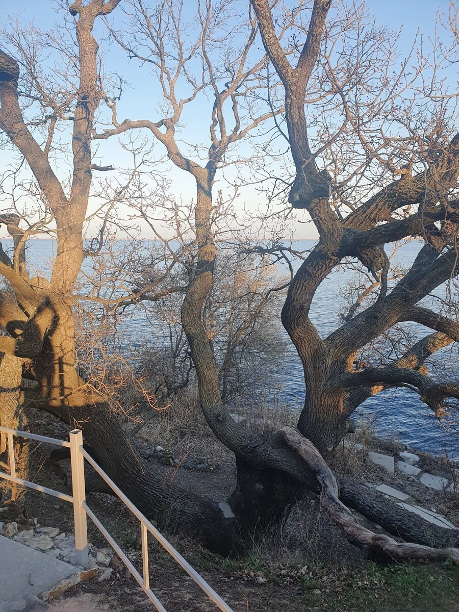 Дуб великан Гремячевка