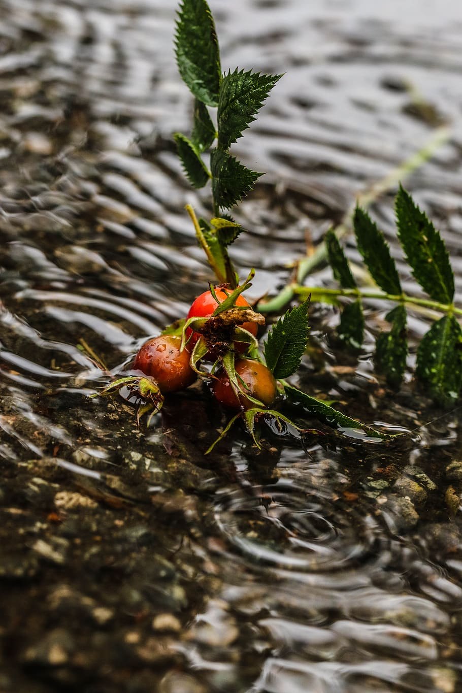 Шиповник напиток
