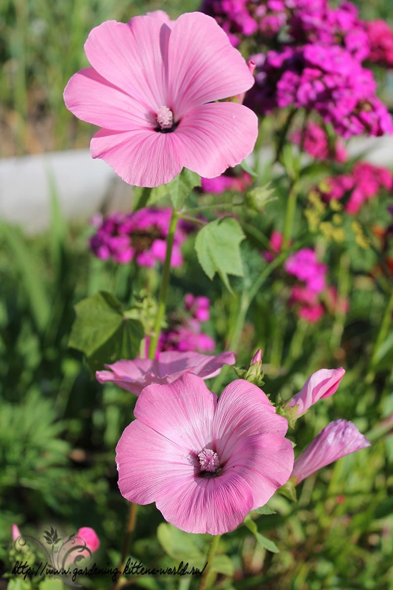 Лаватера Сильвер кап