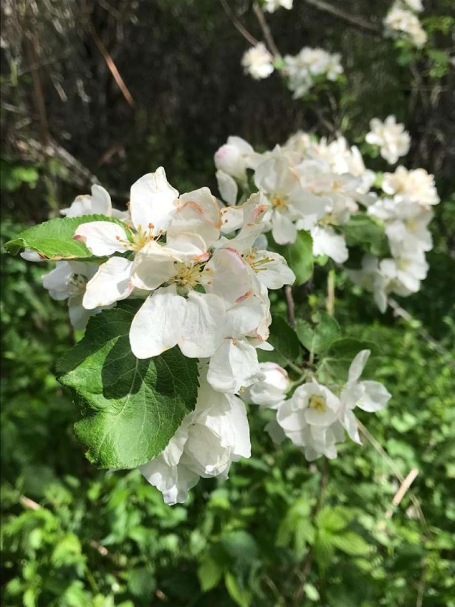 Дикая яблоня Сиверса