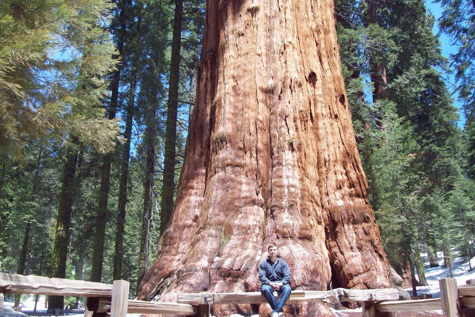 Самые большие дерево фото. Секвойя Северной Америки. Секвойя дерево. Калифорнийская Секвойя Гиперион. Голосеменные Секвойя.