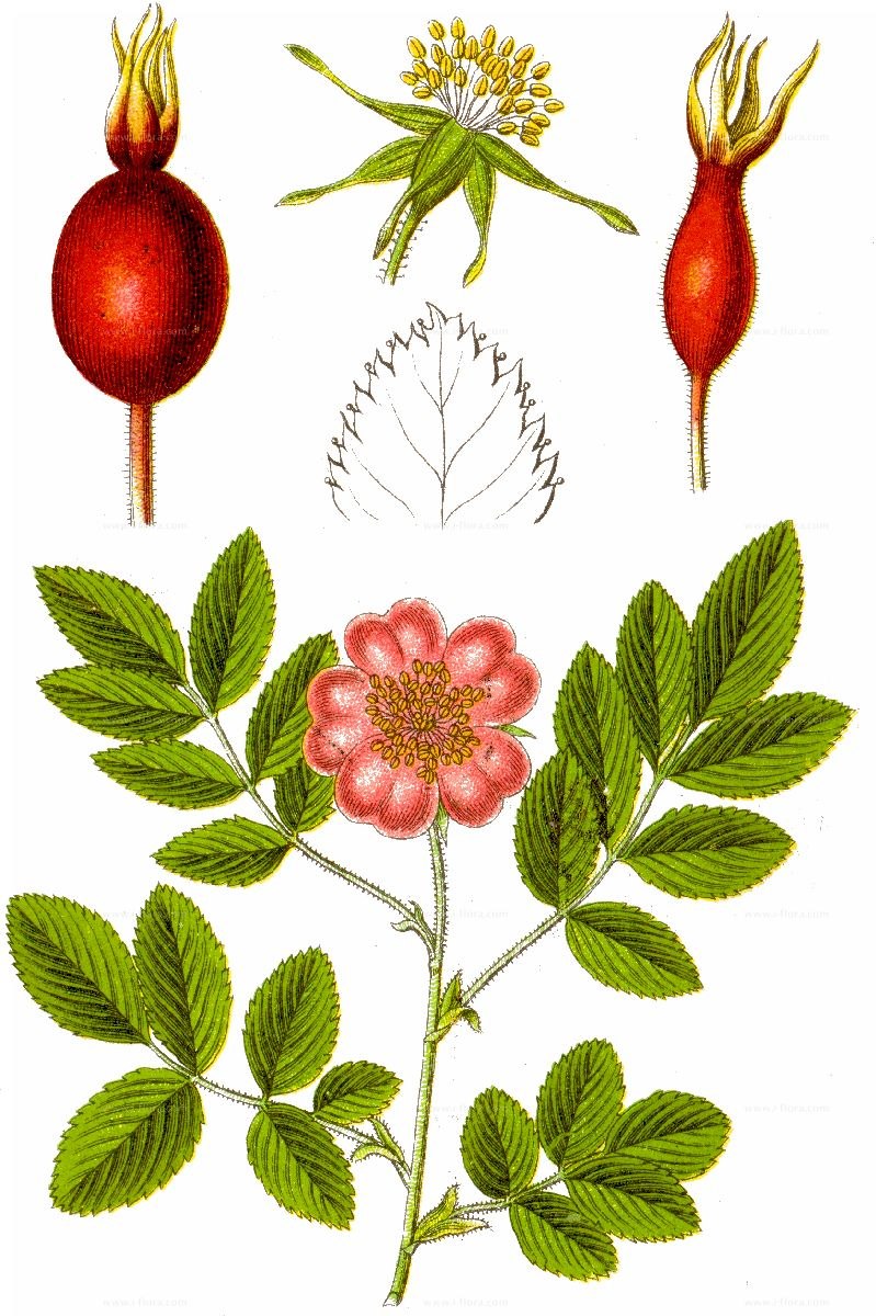 Розоцветные растения рябина