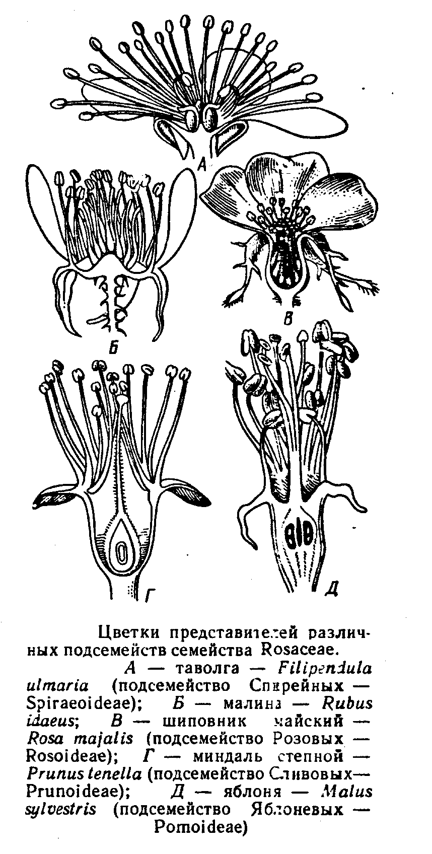 Клевер Луговой диаграмма цветка