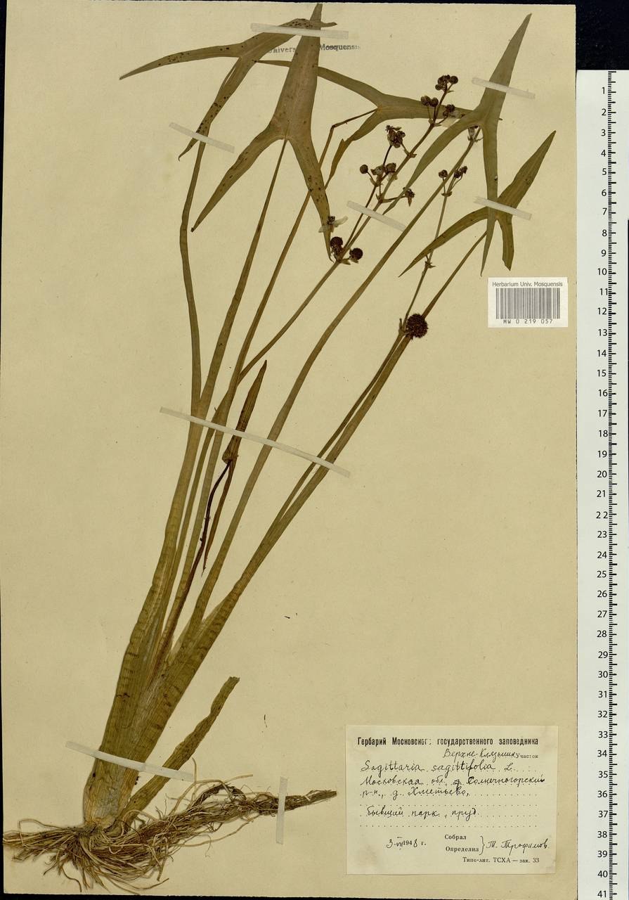 Комнатное растение стрелолист