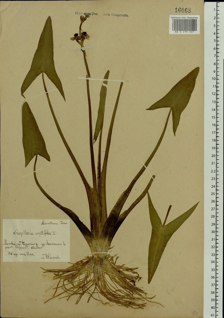 Стрелолист плавающий
