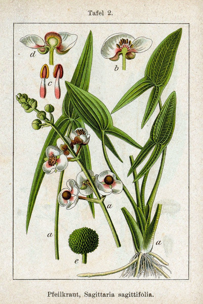 Стрелолист плоды