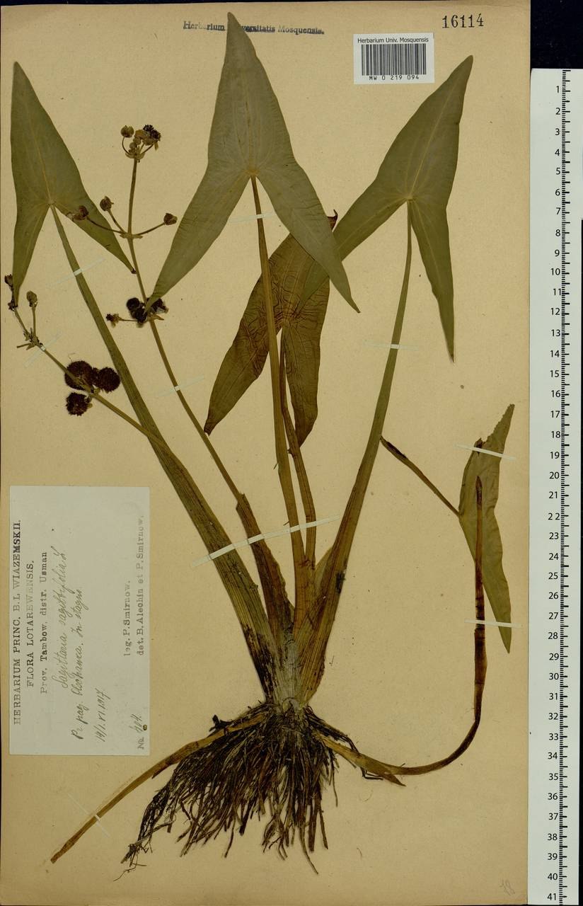 Стрелолист трёхлистный